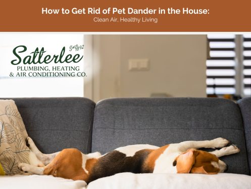 How to get rid of pet dander in the house clean air, healthy living